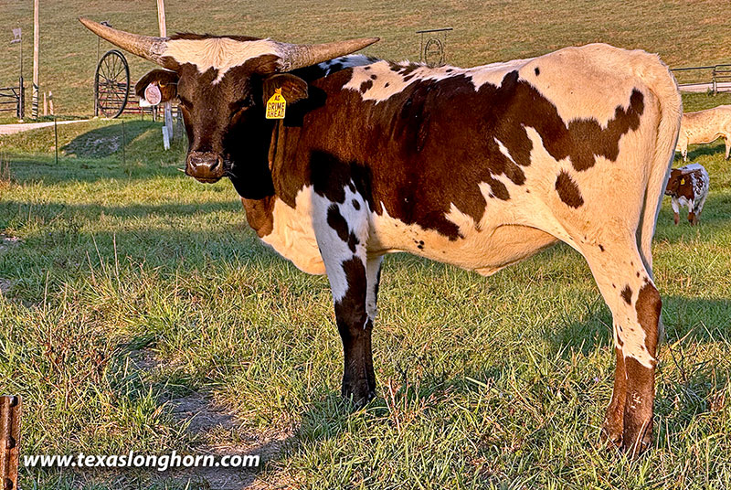  Heifer_2024 - Grimes Ahead - Photo Number: CP_1059_Grimes_Ahead-20250912.jpg
