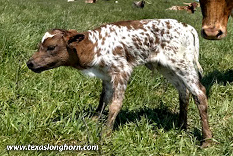 Cut Forever Calf 2026 - Photo Number: CP_2541_Cut_Forever_26-20260423.jpg