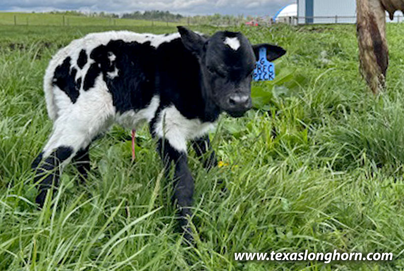 Precious Pick Calf 2026 - Photo Number: CP_2704_Precious_Pick_26-20260502.jpg