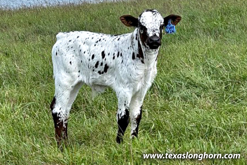 Tuff Win Calf 2026 - Photo Number: CP_3668_Tuff_Win_26-20260505.jpg