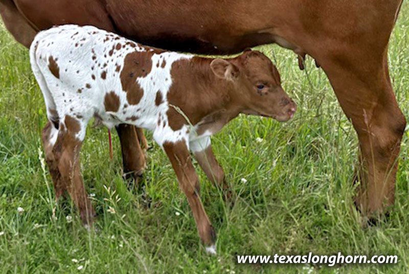 Pretty Point Calf 2026 - Photo Number: CP_4414_Pretty_Point_26-20260527.jpg