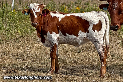 Shot Ember - Photo Number: CP_8468_Untopped_24-20240918.jpg
