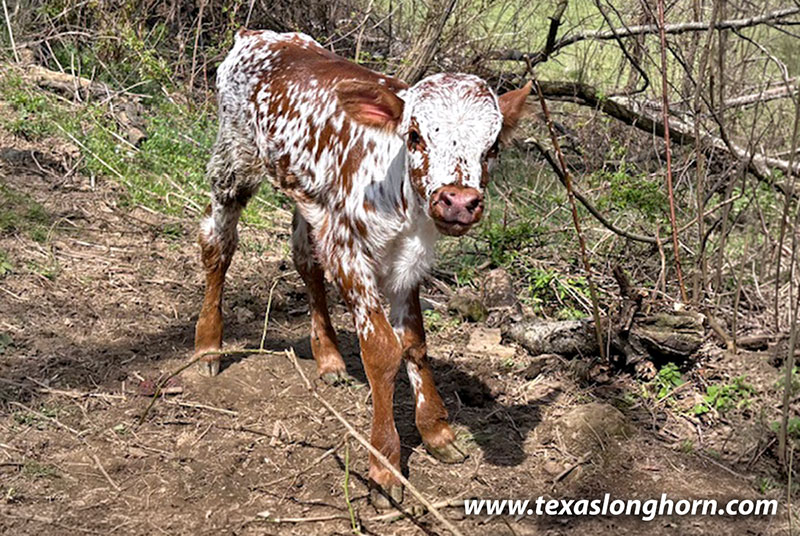 Afternoon Calf 2026 - Photo Number: CP_9595_Afternoon_26-20260412.jpg