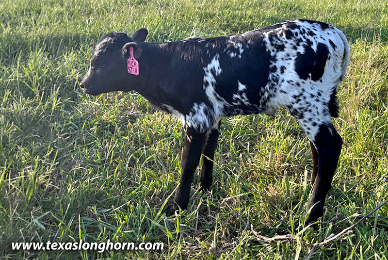 Pick Stir Calf 2026 - Photo Number: CP_9863_Pick_Stir_26-20260516.jpg