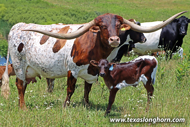 Texas Longhorn Reference_Cow - Jam Packed - Photo Number: g_6497.jpg