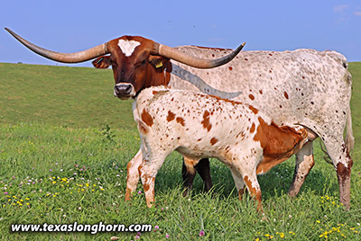 Tuff Visage - Photo Number: h_5072.jpg