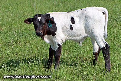 Billy The Kid - Photo Number: k_2608.jpg
