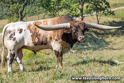 Texas Longhorn Reference_Sire - Point Mark - Photo Number: m_2218.jpg