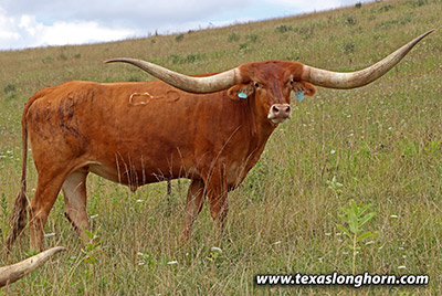 Tibb Play Calf 2019 - Photo Number: m_4118.jpg