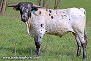 Cut'N Class Calf 2025 - Cut'n Class x Jam Box - 2025 Bull - 26D_0128