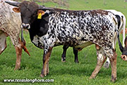 26D_0134.jpg - Shy Vin