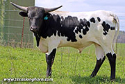 Dance On Point Calf 2025 - Dance On Point x Showman - 2025 Bull - 26D_0158