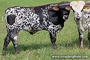 Queen Hand Calf 2025 - Queen Hand x Flair Galore - 2025 Bull - 26D_0416