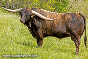  Sire - Levin - Photo Number: 26D_0457.jpg