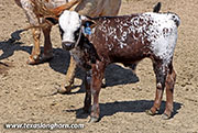 Cloverman Calf 2026 - Cloverman x Beyond Reach - 2026 Bull - 26D_1155