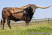 Sire - Levin - Photo Number: 26D_1229.jpg