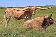 So Aloof Calf 2021 - Point Aloof - 26D_1458