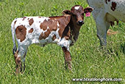 Coco Calf 2026 - Coco x Tin Cup - 2026 Heifer - 26D_1526