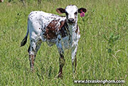26D_1653.jpg - Tear Point x Nohow - 2026 Heifer