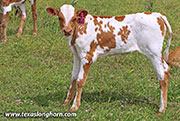 26D_1771.jpg - Out of Order x Levin - 2026 Heifer
