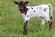 26D_1861.jpg - 50 Winks x Fifty Fifty - 2026 Heifer