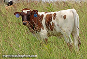 Royal Point Calf 2026 - Royal Point x Jam Box - 2026 Bull - 26D_2067