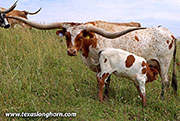 26D_2072.jpg - Cut Silent