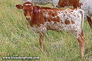 Drop Dancer Calf 2026 - Drop Dancer x Jam Box - 2026 Heifer - 26D_2100