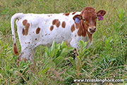 Line Dried Calf 2026 - Line Dried x Jam Box - 2026 Heifer - 26D_2129