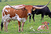 26D_2229.jpg - How Come