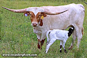 Stealthy Moo - I-296289 - 26D_2264