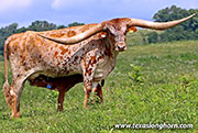 Checkered Edge - Silent Time - 26D_2303
