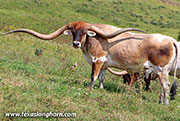 Blind Date Calf 2020 - Drop The Date - 26D_2682