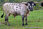Stop Ironing Calf 2026 - Stop Ironing x Jam Box - 2026 Bull - 26D_2748
