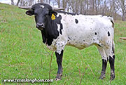 Drop Dazzle - Drop Dazzle - 26J_0734