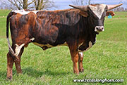 Checkered Past Calf 2025 - Checkered Past x Silent Edge - 2025 Bull - 26J_0914