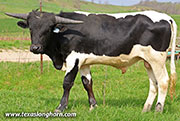 Point Blank Calf 2025 - Point Blank x Tin Cup - 2025 Bull - 26J_0924