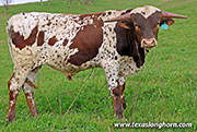 Cool Span Calf 2025 - Cool Span x Ice Pick - 2025 Bull - 26J_0943