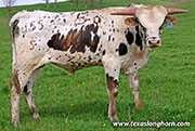 Front Point Calf 2025 - Front Point x No How - 2025 Bull - 26J_0955