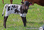Silent Grace Calf 2026 - Silent Grace x Showman - 2026 Heifer - 26J_1078