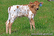 Fever Pitch Calf 2026 - Fever Pitch x Jam Box - 2026 Bull - 26J_1085
