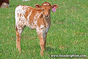 Drop Dancer Calf 2026 - Drop Dancer x Jam Box - 2026 Heifer - 26J_1086