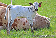 All Flaired Up Calf 2026 - All Flaired Up x Jam Box - 2026 Heifer - 26J_1087