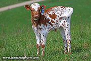 Pack Well Calf 2026 - Pack Well x Point Wish - 2026 Bull - 26J_1092