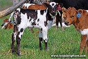 Cut List Calf 2026 - Cut List x Tin Cup - 2026 Heifer - 26J_1095