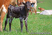 Dance On Point Calf 2026 - Dance On Point x Showman - 2026 Bull - 26J_1097