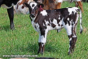 Sabanudo Calf 2026 - Sabanudo x Ice Pick - 2026 Heifer - 26J_1099