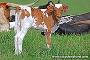 Iron Jam Calf 2026 - Iron Jam x Point Wish - 2026 Heifer - 26J_1102