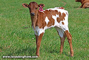 Stop Ho Calf 2026 - Stop Ho x Jam Box - 2026 Heifer - 26J_1104