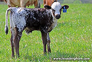 Cloverman Calf 2026 - Cloverman x Beyond Reach - 2026 Bull - 26J_1107